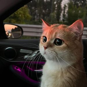 欧美老妇性色XXⅩXXA片
